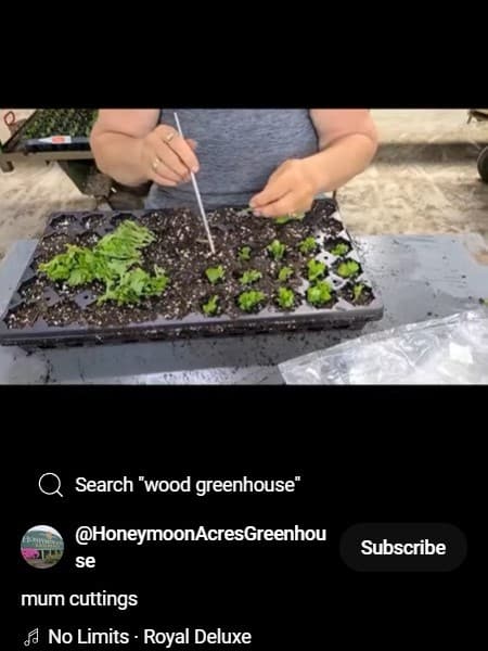 Sticking_Mum_Cuttings_Short_Video