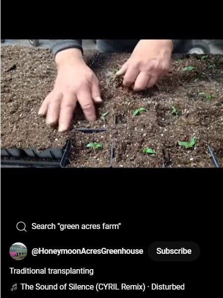 Transplanting_Peppers_Traditional_Way_Short_Video