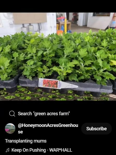 Transplanting_mum_short_video
