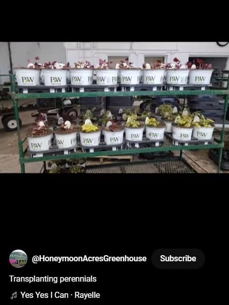 Transplanting_perennials_Short_Video