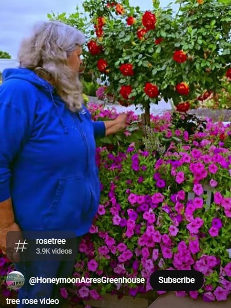 Tree_Rose_Information_Short_Video
