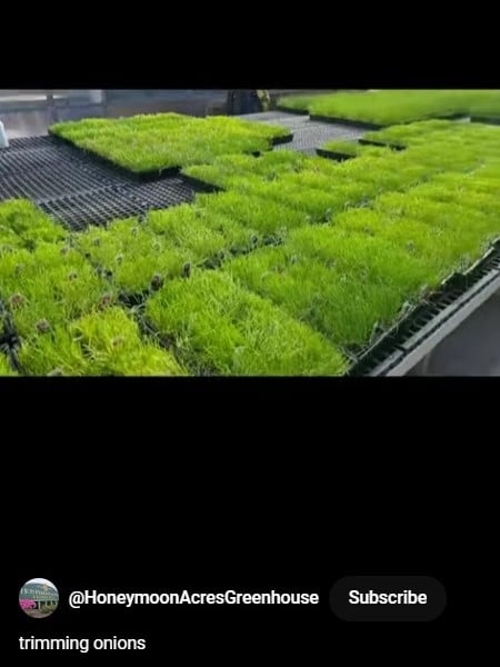 Trimming_Onions_Short_Video