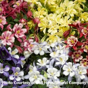 Aquilegia 'Kirigami Mix'