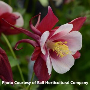 Aquilegia 'Early Bird Red and White'