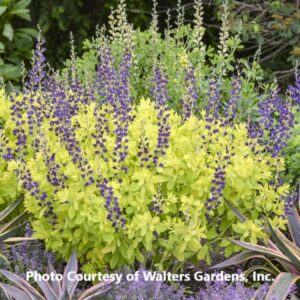 Baptisia 'Decadence Golden Anniversary'