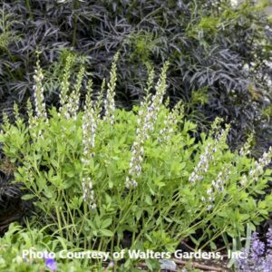 Baptisia 'Decadence Musical Duet'