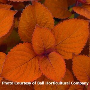 Coleus 'Charged Up Campfire'