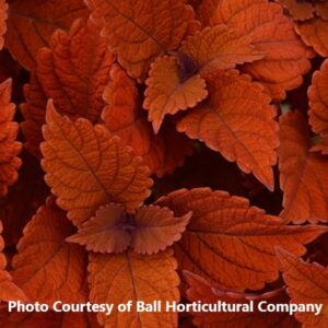 Coleus 'Charged Up Inferno'