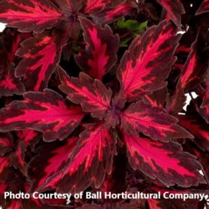 Coleus 'Downtown Royalty'