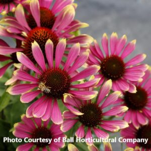 Echinacea 'Prima Spider'