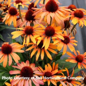 Echinacea 'Prima Tiger'
