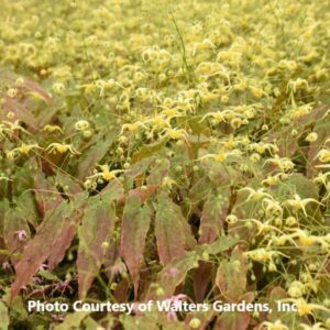 Epimedium 'Woodland Elf'