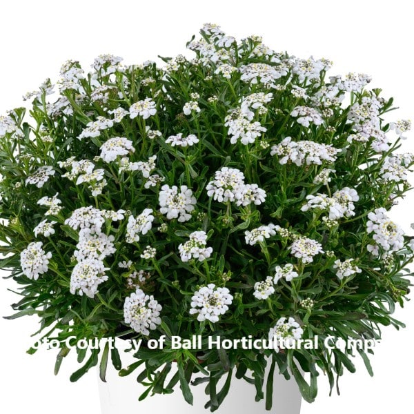 Iberis 'First Flush Grace'