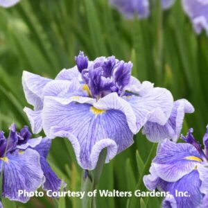 Iris sibirica 'Center of Attention'
