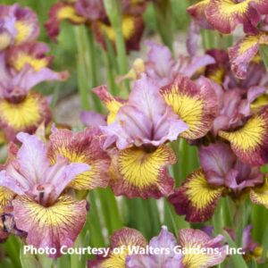 Iris sibirica 'Fiddles on Fire'