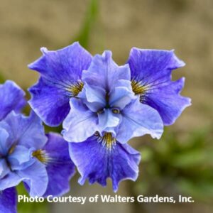 Iris sibirica 'Tutu Blue'
