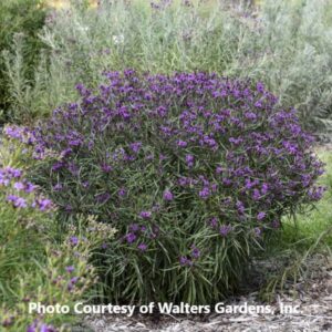 Veronica 'Prairie Princess'