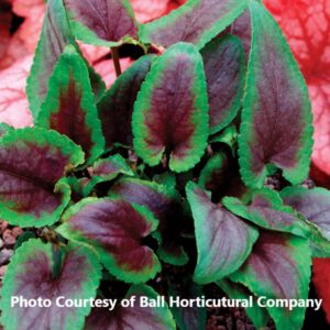 Viola 'Hearthrob'