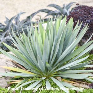Yucca 'Dragon Slayer'