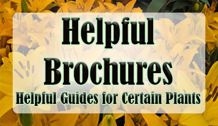 Brochures_buttonnew